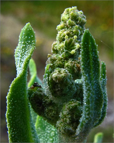 sm 805 Spearscale.jpg - Spearscale (Atriplex triangularis): Note the salt exudate on the leaves.